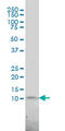 PCNA Clamp Associated Factor antibody, LS-C133604, Lifespan Biosciences, Western Blot image 