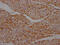 DHSB antibody, CSB-RA987662A0HU, Cusabio, Immunohistochemistry frozen image 