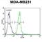 Myozenin 1 antibody, abx032456, Abbexa, Western Blot image 