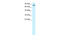 Kinesin Family Member 3B antibody, 27-976, ProSci, Enzyme Linked Immunosorbent Assay image 