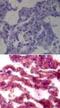 Toll Like Receptor 7 antibody, PA1-20817, Invitrogen Antibodies, Immunohistochemistry frozen image 