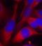 Parkin RBR E3 Ubiquitin Protein Ligase antibody, orb214359, Biorbyt, Immunofluorescence image 
