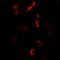 Nucleolar Protein 3 antibody, abx141839, Abbexa, Western Blot image 