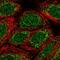 Transmembrane Protein 223 antibody, HPA014504, Atlas Antibodies, Immunofluorescence image 