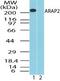 ArfGAP With RhoGAP Domain, Ankyrin Repeat And PH Domain 2 antibody, PA5-23326, Invitrogen Antibodies, Western Blot image 