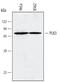 PRK antibody, AF4197, R&D Systems, Western Blot image 