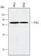 Polo Like Kinase 3 antibody, AF4197, R&D Systems, Western Blot image 