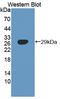 Sorting Nexin 13 antibody, LS-C702167, Lifespan Biosciences, Western Blot image 