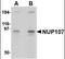 Nucleoporin 107 antibody, orb94263, Biorbyt, Western Blot image 