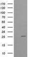 UMP-CMP kinase antibody, TA505409AM, Origene, Western Blot image 