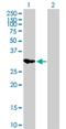 Inositol Monophosphatase 2 antibody, H00003613-B01P, Novus Biologicals, Western Blot image 