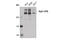 RNA Polymerase II Subunit A antibody, 14958S, Cell Signaling Technology, Western Blot image 
