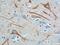 Neurofilament Light antibody, 60189-1-Ig, Proteintech Group, Immunohistochemistry frozen image 