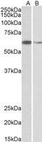 Ariadne RBR E3 Ubiquitin Protein Ligase 2 antibody, MBS421092, MyBioSource, Western Blot image 