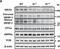 ATP Binding Cassette Subfamily A Member 1 antibody, NB400-105, Novus Biologicals, Western Blot image 