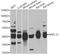NSFL1 Cofactor antibody, A6677, ABclonal Technology, Western Blot image 