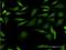 Cyclin Dependent Kinase 1 antibody, H00000983-M03, Novus Biologicals, Immunocytochemistry image 