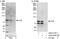 Cullin 2 antibody, A302-476A, Bethyl Labs, Immunoprecipitation image 