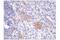 Programmed Cell Death 1 Ligand 2 antibody, 82723T, Cell Signaling Technology, Immunohistochemistry frozen image 