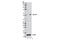 Cyclin B1 antibody, 12231P, Cell Signaling Technology, Western Blot image 