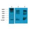 Alginate antibody, SMC-209D-STR, StressMarq, Western Blot image 