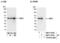 Interferon Regulatory Factor 3 antibody, NBP1-78769, Novus Biologicals, Western Blot image 