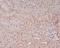 Proline, Glutamate And Leucine Rich Protein 1 antibody, M02530, Boster Biological Technology, Immunohistochemistry frozen image 