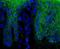 Catenin Beta 1 antibody, NBP1-54467, Novus Biologicals, Immunohistochemistry frozen image 