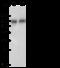 5'-Nucleotidase Ecto antibody, 80335-T60, Sino Biological, Western Blot image 