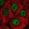 Death Effector Domain Containing antibody, NBP2-76527, Novus Biologicals, Immunofluorescence image 