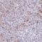 Chymotrypsin C antibody, NBP2-13882, Novus Biologicals, Immunohistochemistry paraffin image 