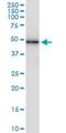 Sestrin 3 antibody, H00143686-M02, Novus Biologicals, Western Blot image 