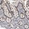 MAGE Family Member E2 antibody, HPA030625, Atlas Antibodies, Immunohistochemistry frozen image 