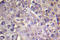 Ras Homolog Family Member A antibody, LS-C176626, Lifespan Biosciences, Immunohistochemistry frozen image 