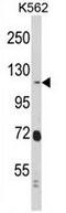 Ras Interacting Protein 1 antibody, GTX81679, GeneTex, Western Blot image 