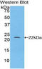 Monoamine Oxidase A antibody, LS-C374284, Lifespan Biosciences, Western Blot image 
