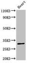 Nuclear Receptor Interacting Protein 2 antibody, LS-C398603, Lifespan Biosciences, Western Blot image 