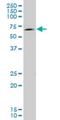 EOMES antibody, H00008320-M12, Novus Biologicals, Western Blot image 