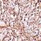 Tripartite motif-containing protein 30 antibody, orb75038, Biorbyt, Immunohistochemistry paraffin image 