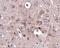 Protocadherin 18 antibody, GTX85299, GeneTex, Immunohistochemistry paraffin image 