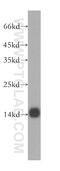 Glycine Cleavage System Protein H antibody, 16726-1-AP, Proteintech Group, Western Blot image 