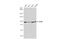 X-Ray Repair Cross Complementing 5 antibody, GTX109935, GeneTex, Western Blot image 