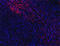 CD8 antibody, 372904, BioLegend, Immunohistochemistry paraffin image 