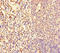 Nuclear Factor I X antibody, orb29282, Biorbyt, Immunohistochemistry paraffin image 