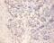 Islet Amyloid Polypeptide antibody, MBS719428, MyBioSource, Immunohistochemistry frozen image 