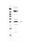 Sex Determining Region Y antibody, PA5-80071, Invitrogen Antibodies, Western Blot image 