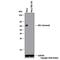 EPH Receptor A4 antibody, NB100-56598, Novus Biologicals, Western Blot image 