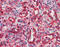 Prolyl 4-Hydroxylase Subunit Beta antibody, ADI-SPA-890-D, Enzo Life Sciences, Immunohistochemistry frozen image 