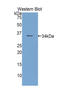 Endothelin Converting Enzyme 1 antibody, LS-C293758, Lifespan Biosciences, Western Blot image 