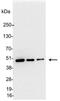 KT3 epitope tag antibody, 18854-01, QED Bioscience, Western Blot image 